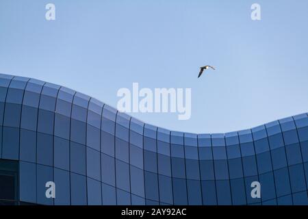 Gaviota volando sobre la sala de conciertos Sage Gateshead Foto de stock