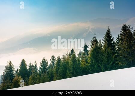 Spruce Forest en una pradera de montaña cubiertas de nieve. Hermoso paisaje invernal con cresta distantes. maravilloso clima soleado con niebla y niebla en el valle
