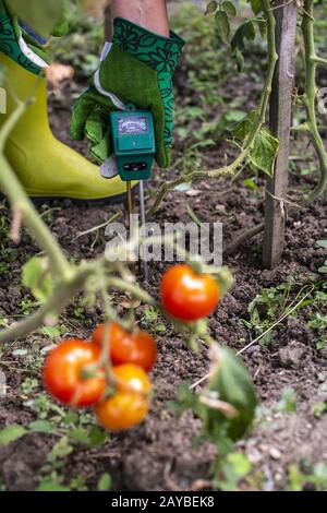 Medidor de humedad en tierra. Mida la humedad del suelo en plantas de  tomate con un dispositivo digital. Mujer campesina en un jardín Fotografía  de stock - Alamy