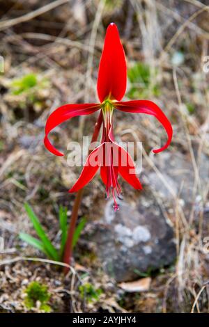 Una flor silvestre roja (lirio) en las colinas cerca de la aldea mixteca de  San Juan Contreras cerca de Oaxaca, México Fotografía de stock - Alamy