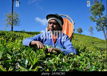 Sri Lanka, Nuwara Eliya, plantación de té, tamil mujer plycking hojas de té Foto de stock