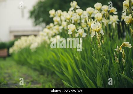 Iris amarillo blanco flores en primavera en el patio de la iglesia, fondo floral de temporada de verano Foto de stock