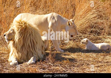 Familia del león blanco. Los leones blancos son carnívoros, y comen una  variedad de animales herbívoros., El león tiene 30 dientes. Cuatro dientes  grandes puntiagudos Fotografía de stock - Alamy