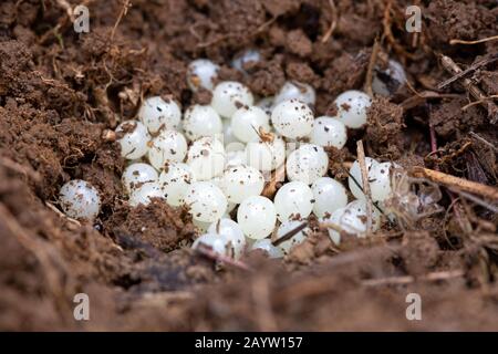 Un grupo de huevos blancos de una Caracol Jardín - Helix aspersa, en el suelo. Foto de stock