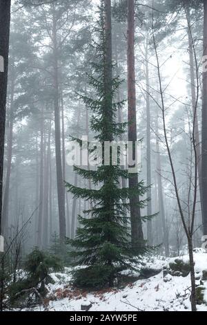 Wild Norway Spruce 'Christmas Tree' en un bosque cubierto de nieve brumosa Foto de stock