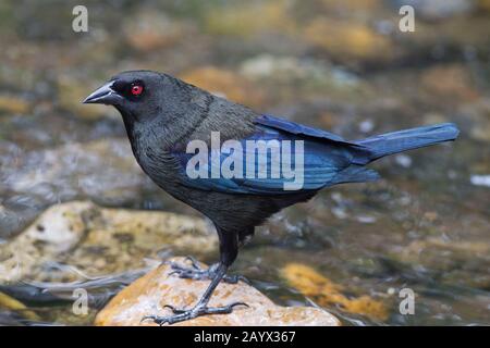 Pájaro vaquero bronceado, Molothrus aeneus, adulto masculino, Texas, EE.UU Foto de stock