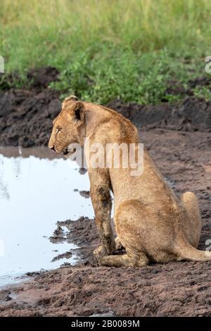 Leona disfrutando de enfriar el barro, en el Serengeti NP