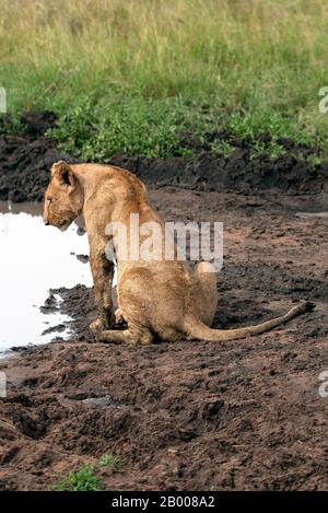 Leona bajando al agujero de agua, en el Parque Nacional Serengeti