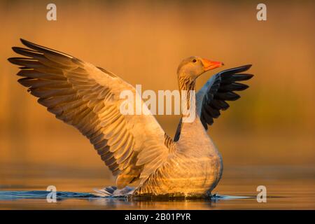Ganso Graylag (Anser anser), alas que se aletan a la luz de la noche, Bélgica, Flandes Oriental Foto de stock