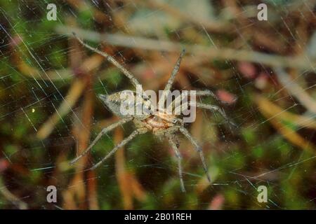 Embudo-tejedor de hierba, araña del laberinto (Agelena labyrinthica), araña en tela, Alemania Foto de stock