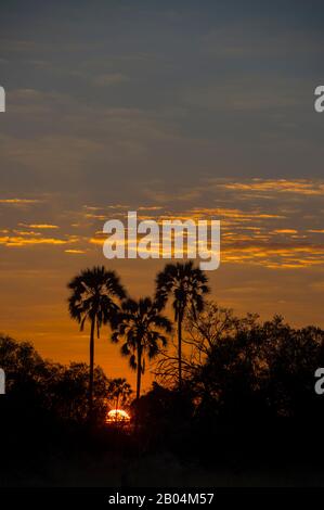 Los árboles se perfilaban contra el cielo matutino cerca de Chitabe en el delta del Okavango en la parte norte de Botswana. Foto de stock