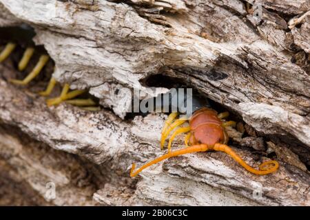 ESTADOS UNIDOS, TEXAS, HILL COUNTRY NEAR HUNT, CENTIPEDES