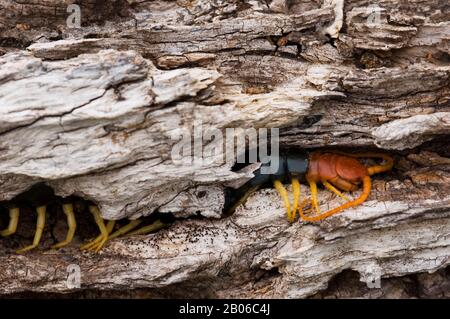ESTADOS UNIDOS, TEXAS, HILL COUNTRY NEAR HUNT, CENTIPEDES