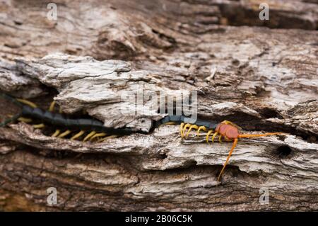 ESTADOS UNIDOS, TEXAS, HILL COUNTRY NEAR HUNT, CENTIPEDES