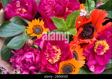 Amapola amapolas girasol girasoles flor flores fotografías e imágenes de  alta resolución - Alamy