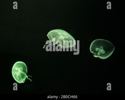 Medusas blancas dansing en el agua verde oscuro del océano. Foto de stock