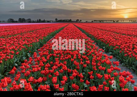 Un campo de tulipanes rojos y un colorido cielo en Holanda durante la puesta de sol en una hermosa noche en primavera.
