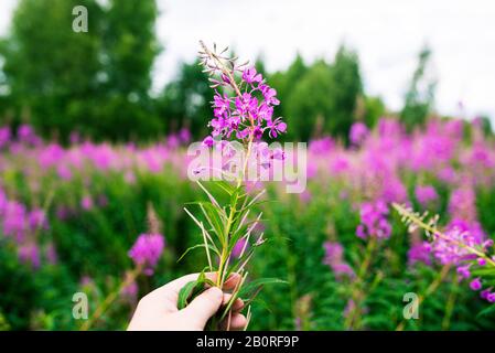 La chica sostiene una colorida flor silvestre en su mano. Flor violeta  sobre un fondo de bosque y cielo. En el fondo es un campo de flores y el  gras verde Fotografía