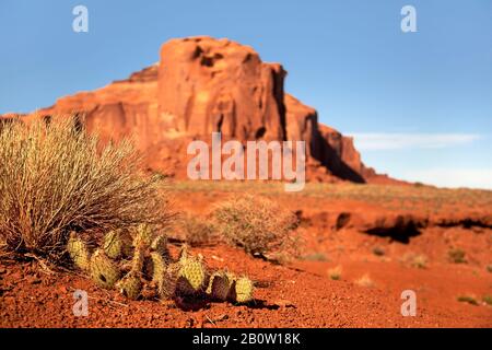Cactus de pera espinosa y plantas indígenas que crecen en el desierto. Monument Valley, Utah, Estados Unidos. Profundidad de campo superficial intencional. Foto de stock