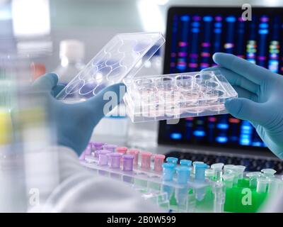Científicos que pipetean muestras de ADN en tubos de microcentrífuga durante un experimento en el laboratorio con el perfil de ADN en la pantalla del monitor. Foto de stock