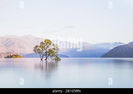 Ese Árbol Wanaka, Árbol Solitario En El Lago, Árbol Wanaka En Wanaka, Nueva Zelanda. Destino De Viaje Popular. Vista panorámica del paisaje de Nueva Zelanda