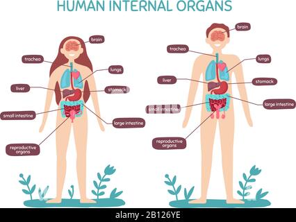 Anatom A De La Mujer Ilustraci N Vectorial De Nervios Y Sistemas Musculares Coraz N Y Otros