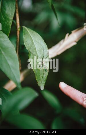 Mujer mano preparándose para tocar con el dedo índice Crane Fly familia Tipulidae, del orden Diptera en la hoja verde en el parque cálido de primavera Foto de stock