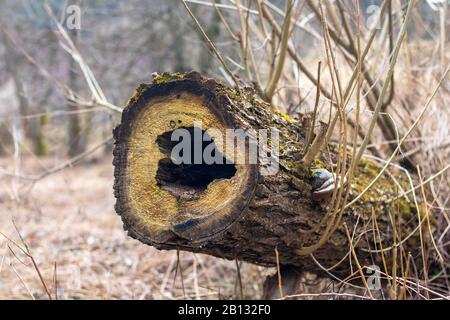 Hueco en forma de corazón en el tronco del árbol que se extiende Foto de stock