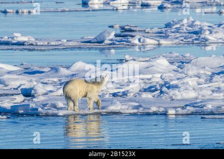 Oso polar (Ursus maritimus), sobre hielo a la deriva, Groenlandia Foto de stock