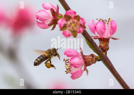 Abeja melífera, abeja colmena (Apis mellifera mellifera), volando, recogiendo polen en flor de melocotón, vista lateral, Alemania, Baviera