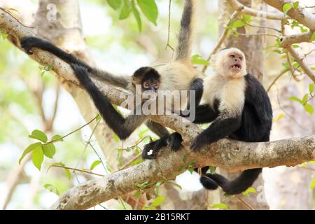 Mono capuchino de cara blanca (Cebus capucinus) y un mono araña centroamericano (Ateles geoffroyi). La capuchina había estado eliminando parásitos de la t Foto de stock
