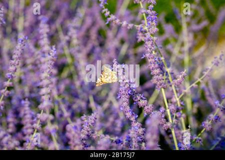 Hermoso floral parece un fondo acuarela de lavanda púrpura con Vanessa cardui (mujer pintada) mariposa en flor de lavanda. Foco selectivo Foto de stock