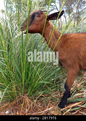 Cabra doméstica (Capra hircus, Capra aegagrus f. hircus), hierba de soga, dis gras, España, Islas Baleares, Mallorca Foto de stock
