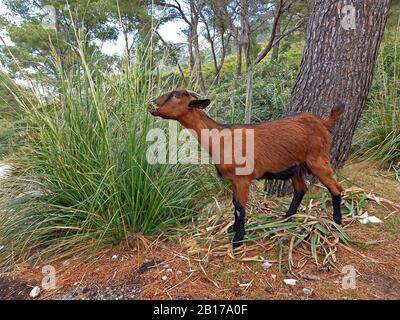 Cabra doméstica (Capra hircus, Capra aegagrus f. hircus), hierba de soga, dis gras, España, Islas Baleares, Mallorca Foto de stock