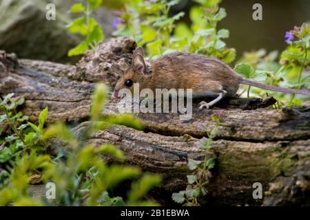 Ratón de madera, ratón de campo de cola larga (Apodemus sylvaticus), forrajeo sobre un tronco de árbol muerto, vista lateral, Suiza, Sankt Gallen Foto de stock