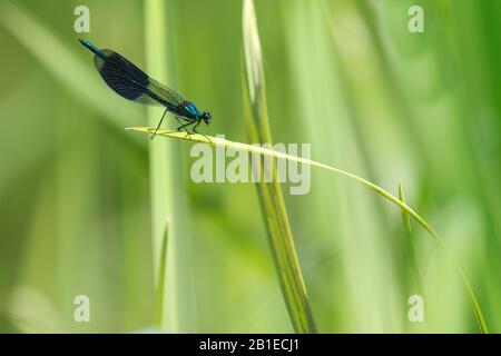 Alas negras en banda, agrion en banda, Demoiselle en banda (Calopteryx splendens, Agrion splendens), macho, países Bajos, Drenthe