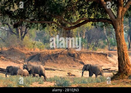 Elefantes africanos (Loxodonta africana) que pasan frente a un león masculino, South Luangwa NP, Zambia