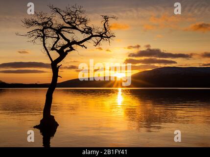 Puesta de sol Un árbol solitario en Milarrochy Bay Loch Lomond y el Parque Nacional Trossachs cerca de Balmaha Stirling Escocia Reino Unido GB Europa