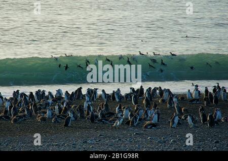 Pingüinos magallánicos en una ola de rompimiento antes de pescar en Cabo Virgenes desde la playa Foto de stock