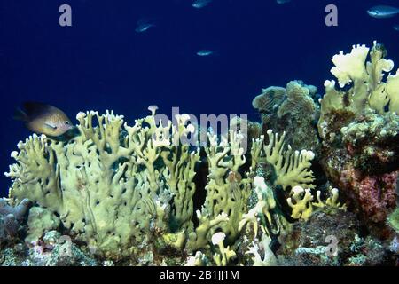 Coral de fuego branquiciado (Millepora alcicornis), Antillas Neerlandesas, Curacao Foto de stock