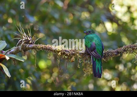 Un Quetzal resplandeciente femenino en el bosque nuboso de Costa Rica