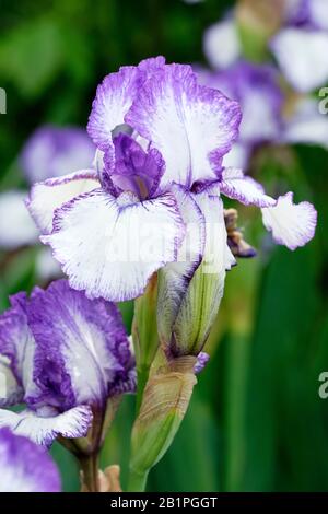 Las flores blancas y de borde púrpura de Iris Bold Print, iris de barbudo intermedio 'Bold Print' Foto de stock