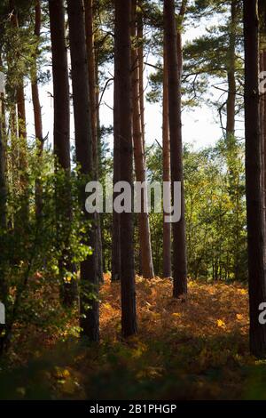 Un bosque mixto de pinos y decidosos con colores otoñales en bracken y brezo Foto de stock