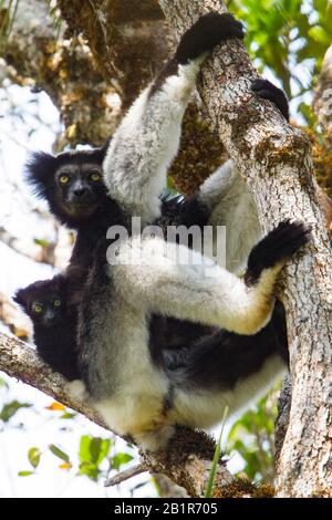 Indri de Babakoto (Indri de Indri), con el bebé descansando en un árbol, Madagascar