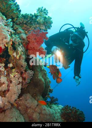 Taucher, Korallenriff, St. Johns Riff, Rotes Meer, Aegypten Foto de stock