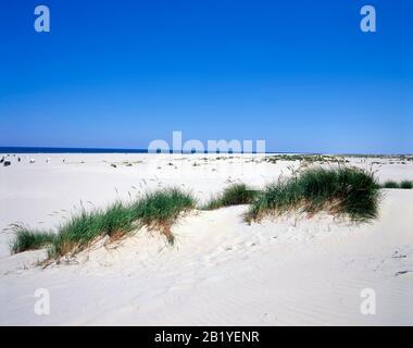 Playa y dunas, Isla Terschelling, Mar del Norte, Frisia, países Bajos, Europa