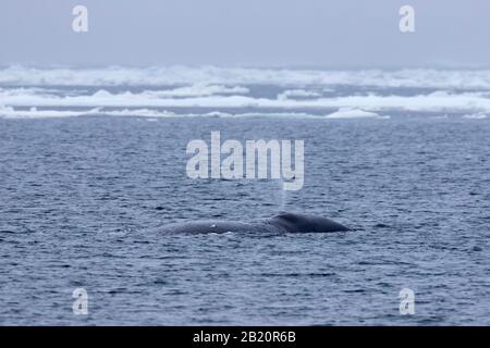 Sople a través del agujero de la ballena de la cabeza de la proa (Balaena mysticetus) que surca el océano Ártico, Svalbard / Spitsbergen, Noruega Foto de stock