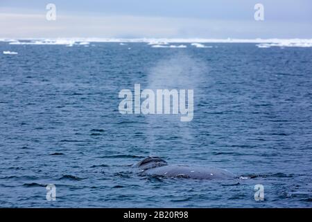 Sople a través del agujero de la ballena de la cabeza de la proa (Balaena mysticetus) que surca el océano Ártico, Svalbard / Spitsbergen, Noruega Foto de stock