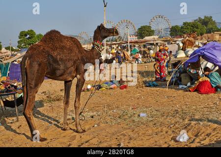 Feria de camellos y ganado, Puskar Mela, Pushkar, Rajasthan, India| Foto de stock