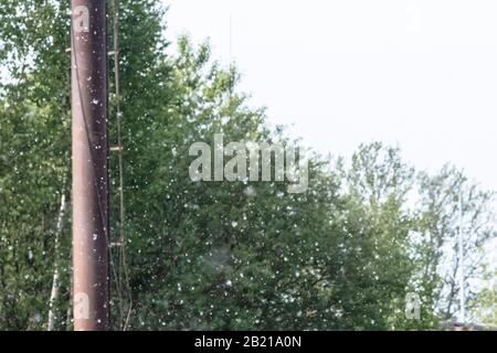 pelusas se encuentra en el borde de la carretera. Semillas de álamo de árbol  esponjoso. Reproducción de árboles. Enfoque selectivo Fotografía de stock -  Alamy